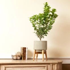 Meyer Lemon + Key Lime Bush Pack 10 Meyer Lemon + Key Lime Bush Pack -Fast Growing Trees Shop Key Lime Bush 4 e63a67f8 53df 467e af90 ae9e06436ddf