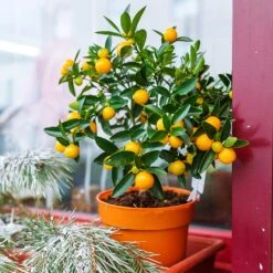 Fast Growing Trees Shop -Fast Growing Trees Shop Kishu Mandarin Tree 1