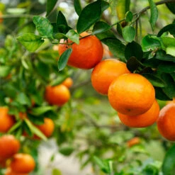 Kishu Mandarin Tree (Seedless) -Fast Growing Trees Shop Kishu Mandarin Tree 4
