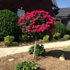 Knock Out® Rose Tree -Fast Growing Trees Shop Knockout Rose Tree Red FGT