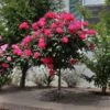 Knock Out® Rose Tree -Fast Growing Trees Shop Knockout Rose Tree Red FGT 600x600 5719ae0c cb19 49f9 a38a 85fd12c97728