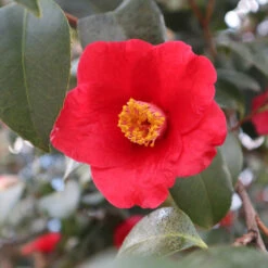 Korean Fire Camellia Shrub 7 Korean Fire Camellia Shrub -Fast Growing Trees Shop Korean Fire Camellia 3