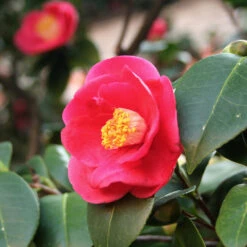 Korean Fire Camellia Shrub 6 Korean Fire Camellia Shrub -Fast Growing Trees Shop Korean Fire Camellia 5 FGT