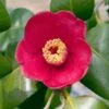 Korean Fire Camellia Shrub 6 Korean Fire Camellia Shrub -Fast Growing Trees Shop Korean Fire Camellia FGT 600x600 a9e192f0 5d14 41bb 81e0 69b14654d63e