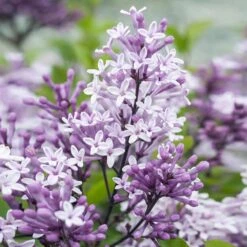 Dwarf Korean Lilac Tree -Fast Growing Trees Shop Korean Lilac Tree 2 BB