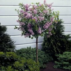 Dwarf Korean Lilac Tree -Fast Growing Trees Shop Korean Lilac Tree 3 BB