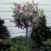Dwarf Korean Lilac Tree -Fast Growing Trees Shop Korean Lilac Tree 3 BB 600x600 22baf837 6d5e 480e 8be0 394b92f5c239