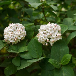Korean Spice Viburnum Shrub -Fast Growing Trees Shop Korean Spice Viburnum 3