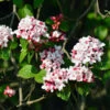 Korean Spice Viburnum Shrub -Fast Growing Trees Shop Korean Spice Viburnum 600x600 bf51b000 59e7 42b2 805e ab2fc59182f2