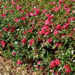 Kramers Camellia Shrub 7 Kramers Camellia Shrub -Fast Growing Trees Shop Kramers Camellia FGT 1