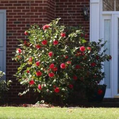 Kramers Camellia Shrub 6 Kramers Camellia Shrub -Fast Growing Trees Shop Kramers Camellia FGT 5