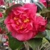 Kramers Camellia Shrub -Fast Growing Trees Shop Kramers Camellia FGT 600x600 b6ff6f90 18d4 4af6 8a42 ce6318e1b77d