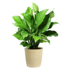 Peace Lily Plant 15 Peace Lily Plant -Fast Growing Trees Shop LIL PEA.10 Beige Delilah