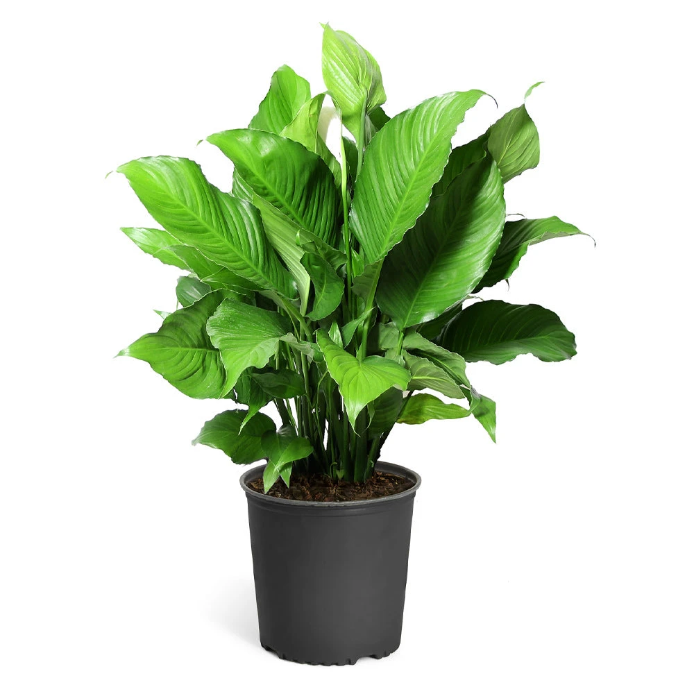 Peace Lily Plant 9 Peace Lily Plant - Image 9