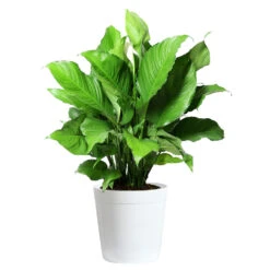 Peace Lily Plant 14 Peace Lily Plant -Fast Growing Trees Shop LIL PEA.10 white Delilah