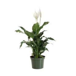 Peace Lily Plant 19 Peace Lily Plant -Fast Growing Trees Shop LIL PEA.6