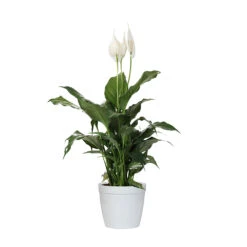 Peace Lily Plant 17 Peace Lily Plant -Fast Growing Trees Shop LIL PEA1 delilah white