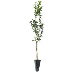 Key Lime Tree -Fast Growing Trees Shop LIM KEY 34 C