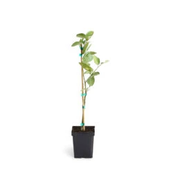 Persian 'Bearss' Lime Tree -Fast Growing Trees Shop LIM PER 12 1QT