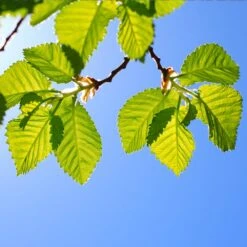 Lacebark Chinese Elm Tree -Fast Growing Trees Shop Lacebark Chinese Elm 1 FGT