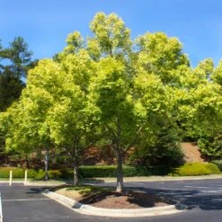 Lacebark Chinese Elm Tree -Fast Growing Trees Shop Lacebark Chinese Elm 5 FGT