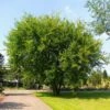 Lacebark Chinese Elm Tree -Fast Growing Trees Shop Lacebark Chinese Elm FGT 600x600 23997011 0eae 492c 9c12 caf0ac94cf44