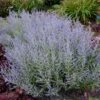 Lacey Blue Russian Sage -Fast Growing Trees Shop Lacey Blue RussianSage FGT 600x600 1211fea1 fd43 4223 9d47 6ec57d98d1a8
