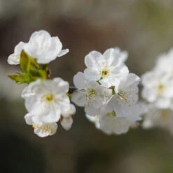 Cherry Pollinator Pack 7 Cherry Pollinator Pack -Fast Growing Trees Shop Lapins Cherry Tree 4be6809a e834 4880 9e9a 9ebb1555a7d2
