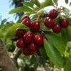 Lapins Cherry Tree 10 Lapins Cherry Tree -Fast Growing Trees Shop Lapins Cherry Tree FGT 600x600 0220b9db e1f1 4a63 bdc5 243c6c0fbfb6
