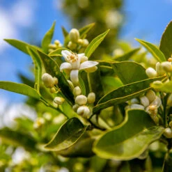 Lane Late Navel Orange 7 Lane Late Navel Orange -Fast Growing Trees Shop Late Lane Orange 1