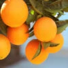 Lane Late Navel Orange -Fast Growing Trees Shop Late Lane Orange FGT 600x600 c4f236f7 c645 4f93 8660 8105f35ecf3a