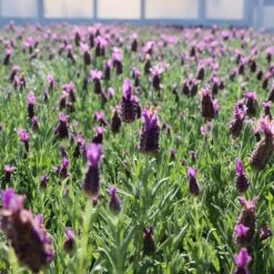 Lavender Standard Topiary Tree -Fast Growing Trees Shop Lavender Trees 1