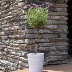 Lavender Standard Topiary Tree -Fast Growing Trees Shop Lavender Trees 2