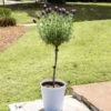 Lavender Standard Topiary Tree -Fast Growing Trees Shop Lavender Trees 600x600 2