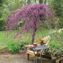 Lavender Twist® Weeping Redbud Tree -Fast Growing Trees Shop Lavender Twist Redbud 1