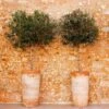 Lecciana Olive Tree -Fast Growing Trees Shop Lecciana Olive Tree 1