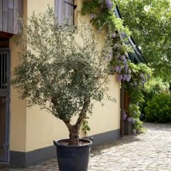 Lecciana Olive Tree 7 Lecciana Olive Tree -Fast Growing Trees Shop Lecciana Olive Tree 2