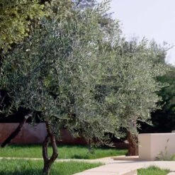 Lecciana Olive Tree 8 Lecciana Olive Tree -Fast Growing Trees Shop Lecciana Olive Tree 3