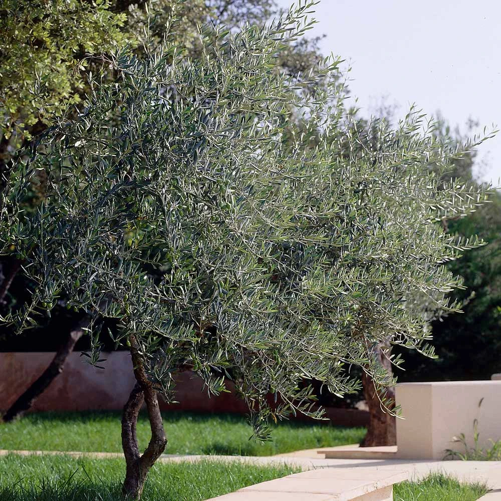 Lecciana Olive Tree 4 Lecciana Olive Tree - Image 4