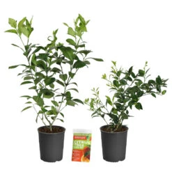 Meyer Lemon + Key Lime Bush Pack 11 Meyer Lemon + Key Lime Bush Pack -Fast Growing Trees Shop Lemon and LimeBushes 2