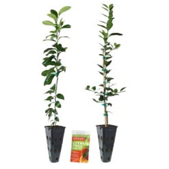 Meyer Lemon + Key Lime Tree Pack -Fast Growing Trees Shop Lemon and LimeTrees2
