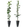 Meyer Lemon + Key Lime Tree Pack 10 Meyer Lemon + Key Lime Tree Pack -Fast Growing Trees Shop Lemon and LimeTrees 600x600 7e66b743 a12b 4add 8d38 f0bb875cf7b0