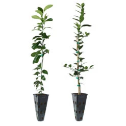 Meyer Lemon + Key Lime Tree Pack -Fast Growing Trees Shop Lemon and LimeTrees 91ce8611 fcee 4431 8480 d36e7e121b7e