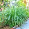 Lemon Grass Plant (Cymbopogon Citratus) -Fast Growing Trees Shop Lemon Grass FGT 600x600 de77fb29 9e3d 400e a75c a7a0bdaddc89