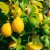 Lemon-Lime Citrus Bush -Fast Growing Trees Shop Lemon Lime Tree 600x600 21dd269a 3597 4ba1 a9b9 5a0b25c8cee4