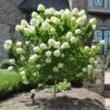 Limelight Hydrangea Tree 12 Limelight Hydrangea Tree -Fast Growing Trees Shop Limelight Hydrangea Tree FGT 600x600 e0352a94 f738 4470 b7a5 056d2defa892