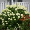 Limelight Hydrangea Shrub -Fast Growing Trees Shop Limelight Hydrangea FGT 600x600 1b72fac0 3424 494c bbd3 2c549418a840