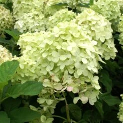 Limelight Hydrangea Tree -Fast Growing Trees Shop Limelight Hydrangea Tree 4 FGT