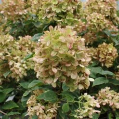 Limelight Hydrangea Tree -Fast Growing Trees Shop Limelight Hydrangea Tree 5 FGT