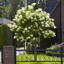 Limelight Hydrangea Tree -Fast Growing Trees Shop Limelight Hydrangea Tree 6 FGT